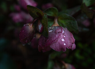 blooming hellebore flower on a dark background