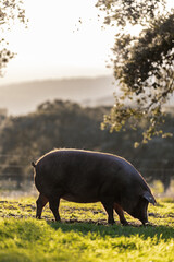 Iberian pigs eating in the middle of nature - 426812463