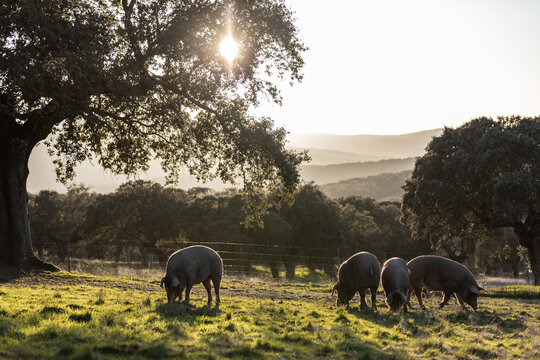 Iberian pigs eating in the middle of nature