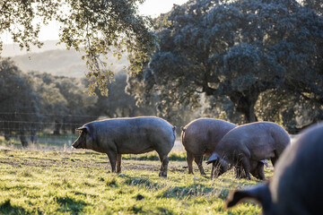 Iberian pigs eating in the middle of nature