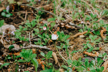 daisies grow in the forest