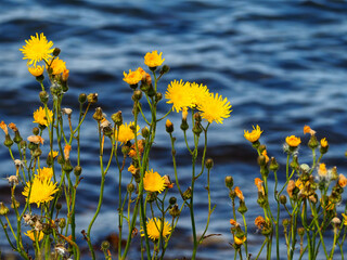 Beautiful yellow wild flowers with the sea ocean in the background