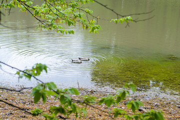 geese in the lake