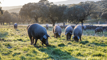 Iberian pigs eating in the middle of nature - 426813477