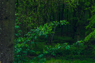 green forest in the morning