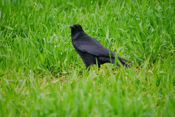 a black raven stands on a field of green grass in spring