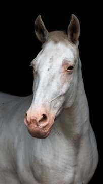 Few spot leopard knabstrup mare's portrait isolated on black background.
