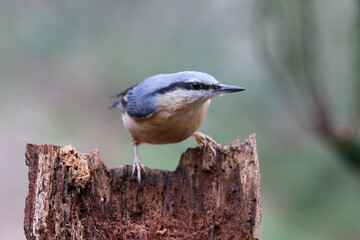The Eurasian nuthatch or wood nuthatch 