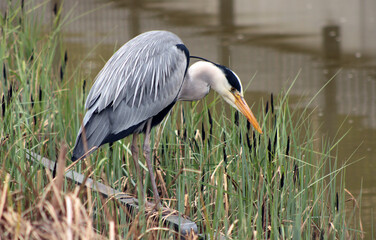 Héro cendré parc Charles Trenet Paris