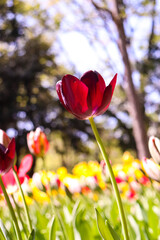 チューリップ 春 赤い 花びら 美しい 綺麗 満開 花畑 かわいい 明るい 鮮やか 自然
