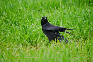 a black crow stands with its wings open on a field of green grass in spring