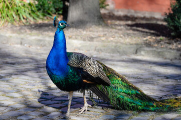 Pfau im sonnigen Innenhof von Schloss Rheydt