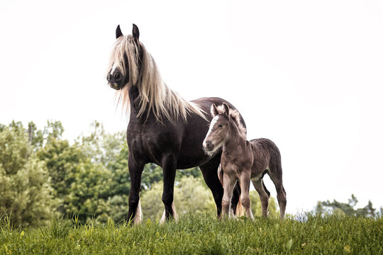 Irish (gypsy) cob horse mare  with extra long flaxen blond mane outside in the summer against green trees with a small foal nearby.