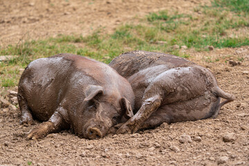 Duroc Schweine
