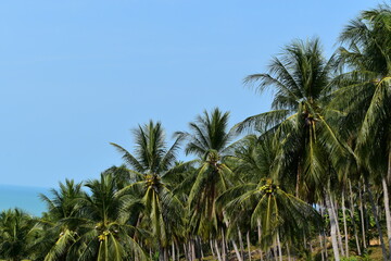 Fototapeta na wymiar palm trees in the wind