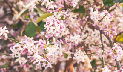 Flowers of an orange tree among leaves. 
