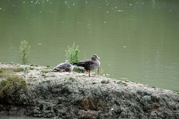 canard
