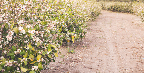 Flowers of an orange tree among leaves. 
