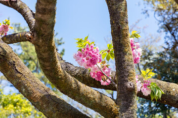 飛鳥山公園のサトザクラ