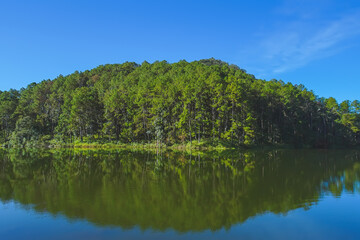 Fototapeta na wymiar Beautiful Pine forest, good environment at Pang Oung Reservoir.