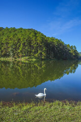 Beautiful in nature white swan on Reservoir.