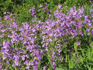 紫色の野草の群生