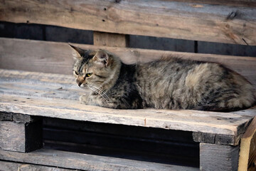 Brown cat lying on wooden plank outdoor bench