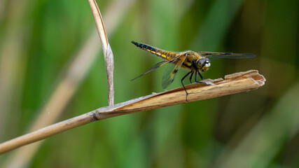 Libelle auf Grashalm