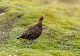 Red Grouse male in wet, Springtime weather.  Facing right on green moss laden with dew.  Flared red eyebrows.  Blurred background.  Facing right.  Space for copy.