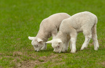 Obraz premium Lambs in Springtime. Close up of two twin lambs grazing side by side in green pastureland. Facing left. Clean background. Horizontal. Space for copy.