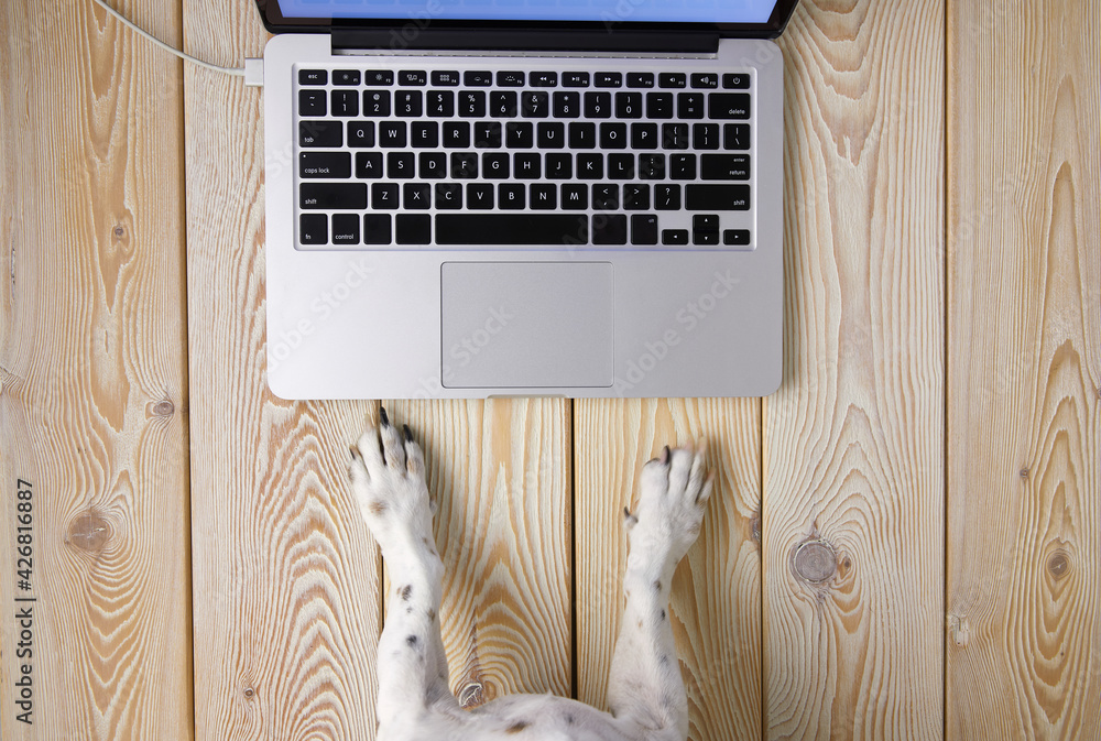 Aufkleber image of dog’s paws in front of laptop keyboard. view from above. pet’s chat concept image.