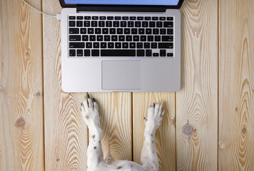 Image of dog’s paws in front of laptop keyboard. View from above. Pet’s chat concept image.