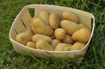 Pommes de terre bio dans une barquette en bois posée sur l'herbe