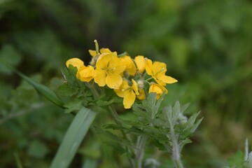 Greater celandin (Chelidonium majus) flowers. This plant of Papaveraceae is a poisonous plant, but it is also an effective herb for skin diseases.