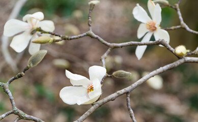 Big white flowers of Magnolia kobus (Kobushi) in spring Arboretum Park Southern Cultures in Sirius (Adler) Sochi. Nature concept for design