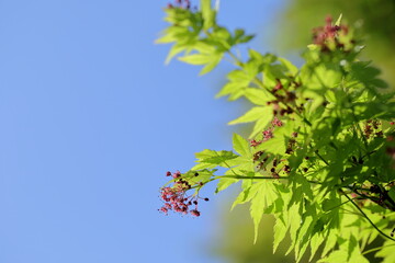 花が咲いた、春の紅葉