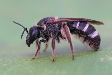 Closeup on a a wed female furrow banded sweat bee, Lasioglossum zonulum on a green leaf
