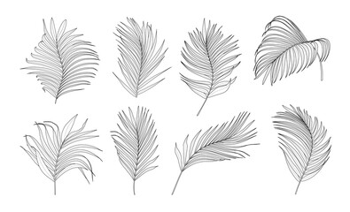 Fototapeta na wymiar Collection of palm tree leaves vector