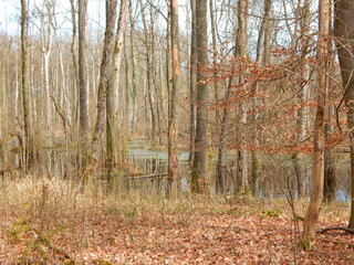 autumn in the forest