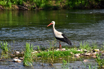 European stork wading through flooding looking for food. Stork fishing on river banks