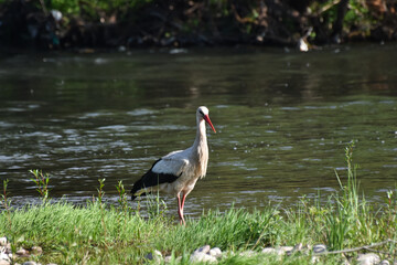 European stork wading through flooding looking for food. Stork fishing on river banks