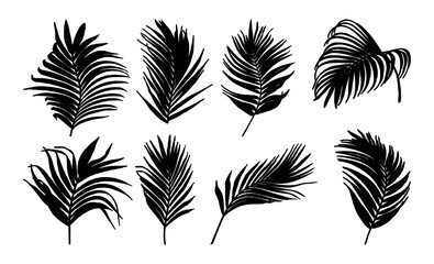 Collection of palm tree leaves with ink style vector