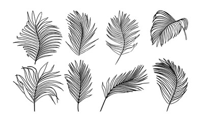 Fototapeta na wymiar Collection of palm tree leaves with ink style vector