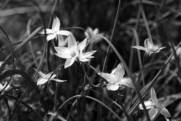flowers in the grass