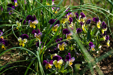 flowers in the grass