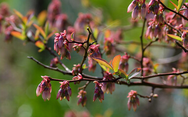 blossom in spring