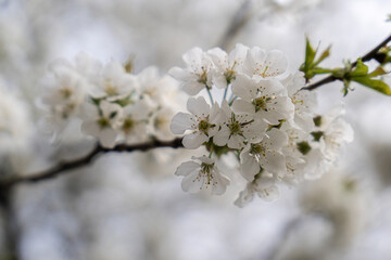 Blossom cherry. Close-Up with blurry background.	