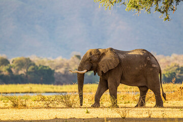 Lone elephant bull walking on the Zambesi plain.