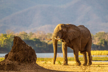 Fototapeta na wymiar Lone elephant bull walking on the Zambesi plain.