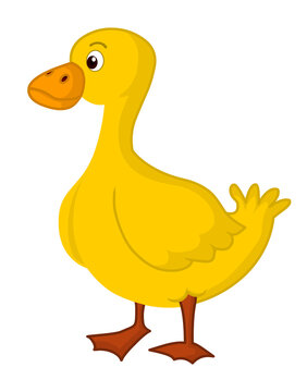 Duck cartoon illustration